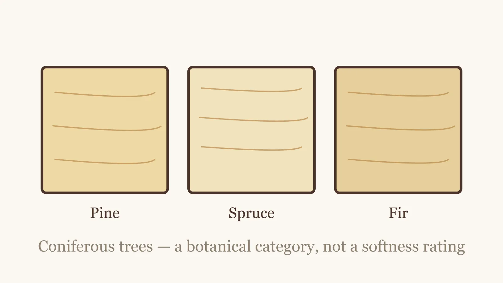 Pine, spruce, and fir boards shown as examples of softwood species